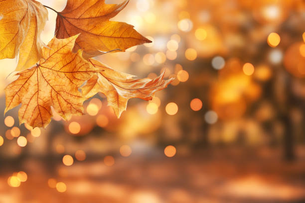 Novembrikuu südmused Luunja vallas