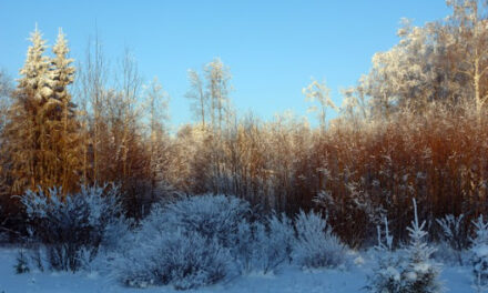 Märtsi kuu sündmused Luunja vallas