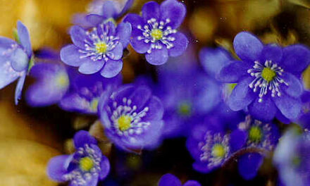 Aprilli kuu sündmused Luunja vallas